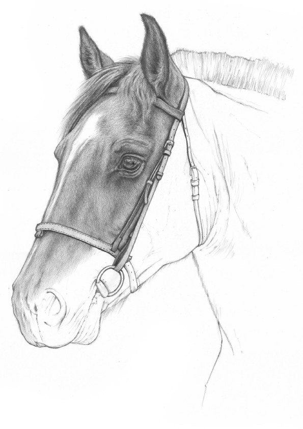 jak narysować oko konia