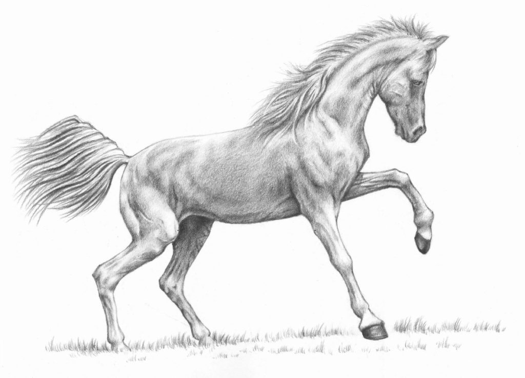 jak rysować ogon konia