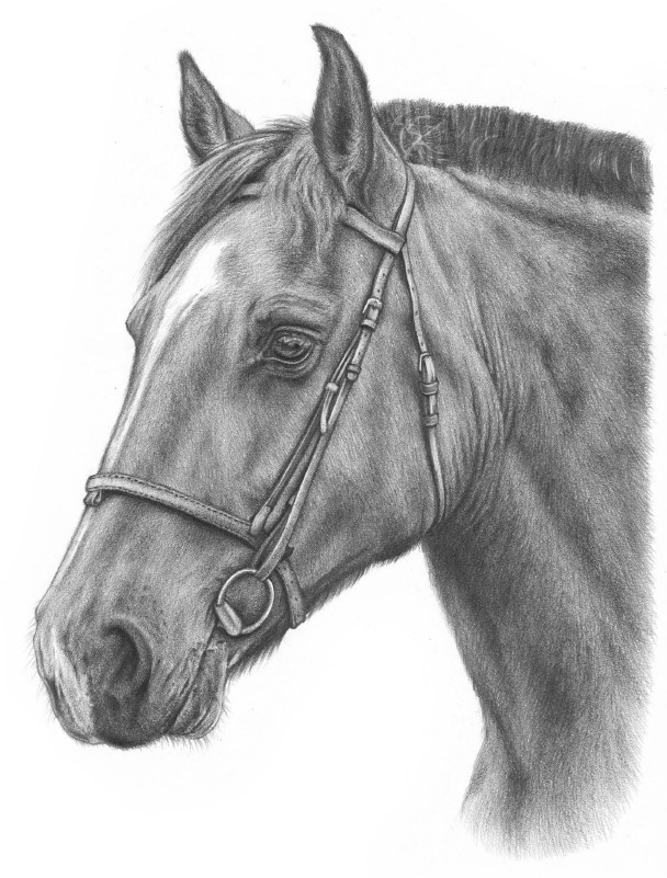 rysowanie głowy konia