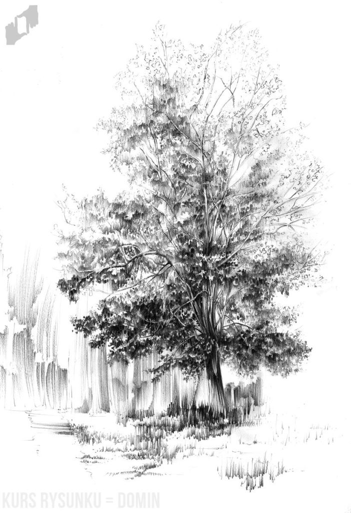 drzewo rysunek szkic
