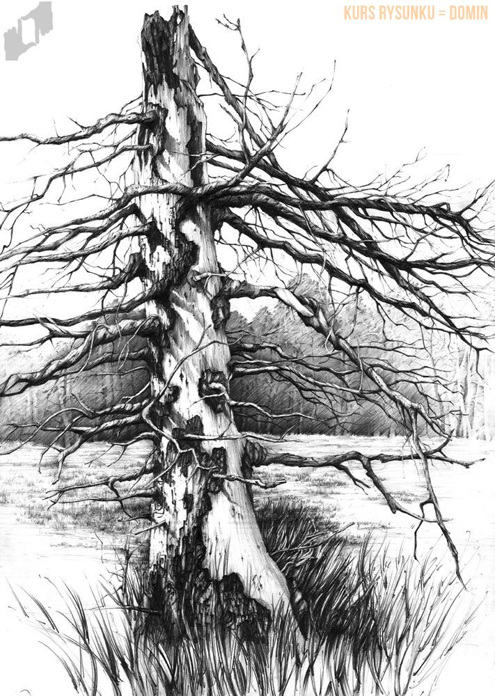 rysunki ołówkiem - drzewo