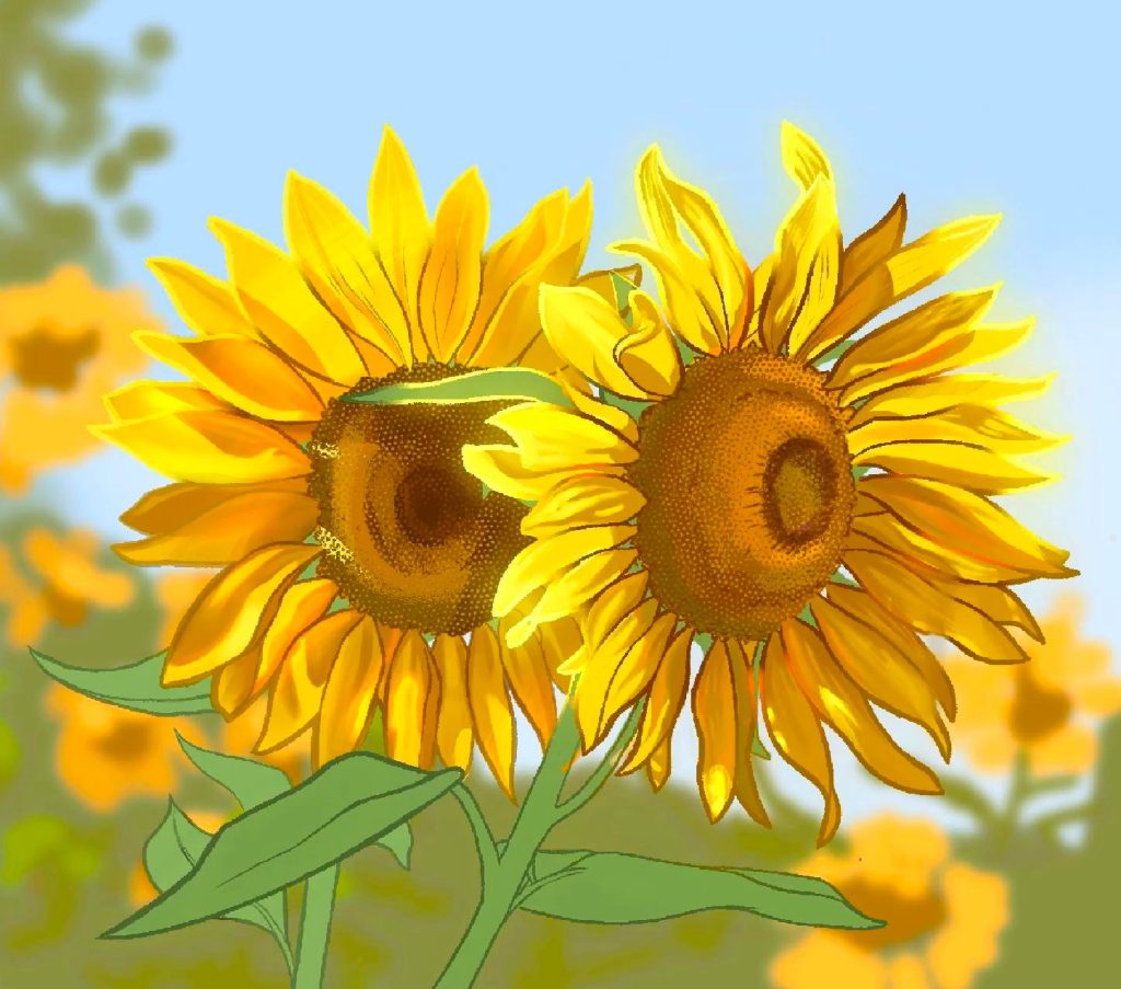 słoneczniki rysunek