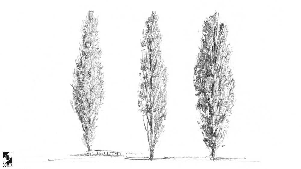 Jak rysować drzewa-topola-2-kurs rysunku online