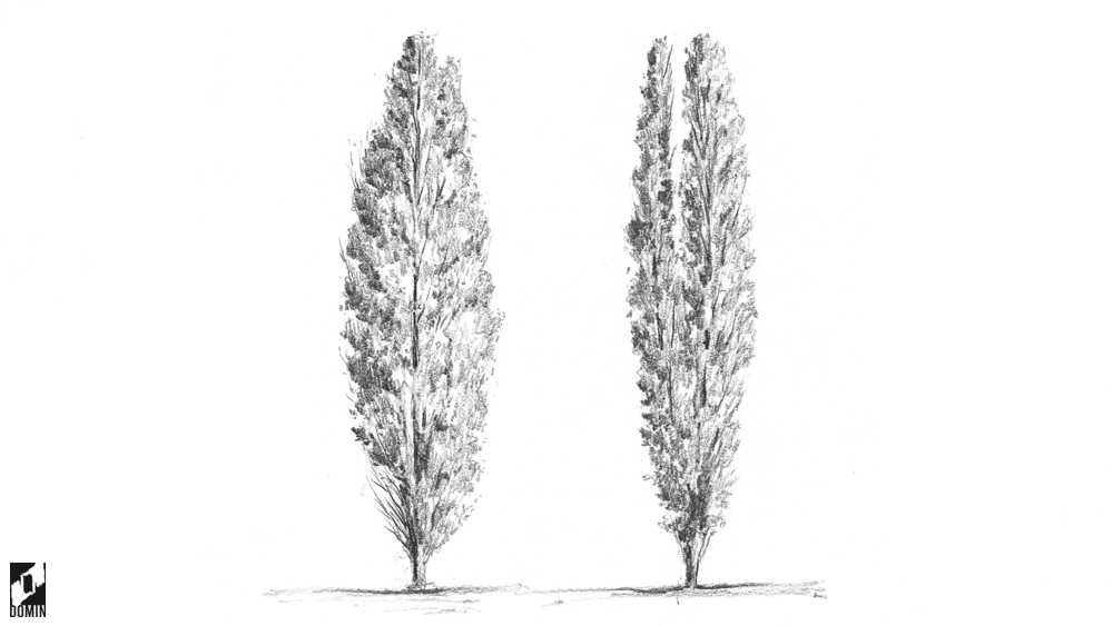 Jak rysować drzewa-topola-3-kurs rysunku online