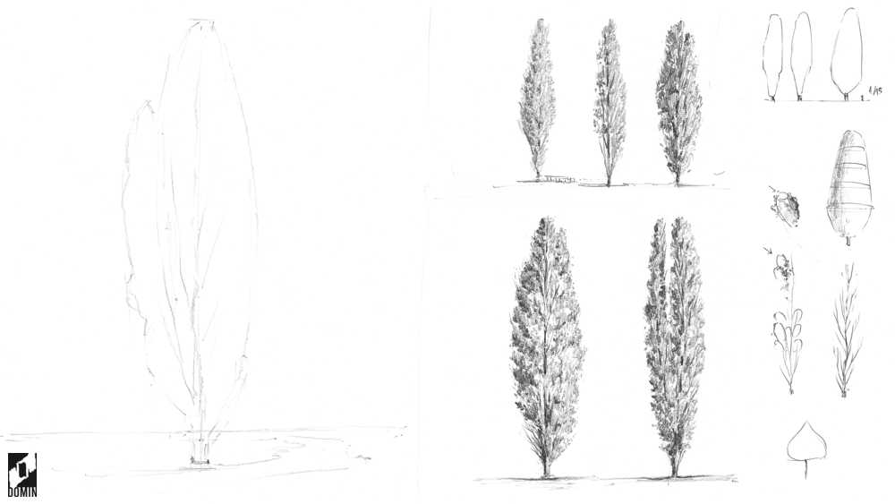 Jak rysować drzewa-topola-4-kurs rysunku online