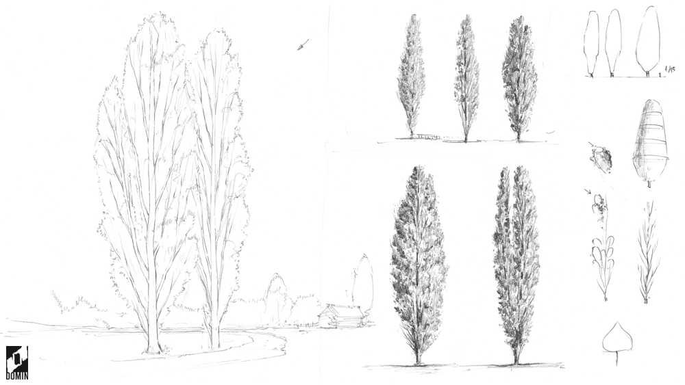 Jak rysować drzewa-topola-5-kurs rysunku online
