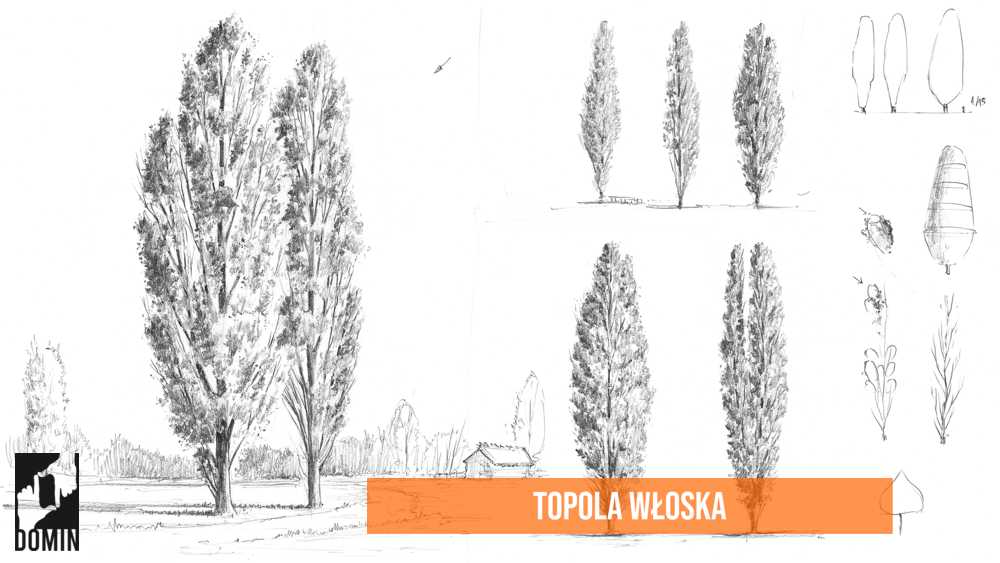Kurs rysunku online - Topola
