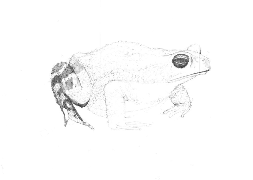 jak narysować żabę ołówkiem