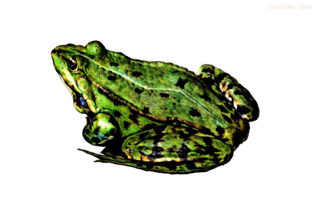 kredki - rysunek żaby