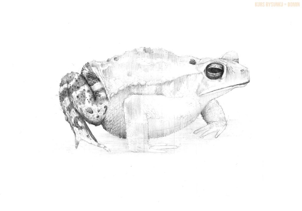 łatwy rysunek żaby